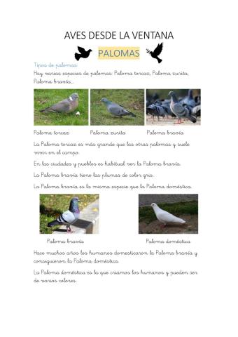 Palomas