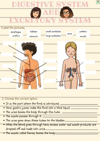 Digestive and excretory system