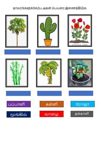 தாவரங்களுக்கேற்ப அதன் பெயருடன் இணைத்திடுக.