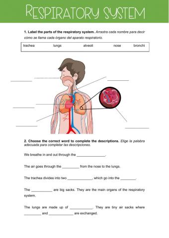 Respiratory system