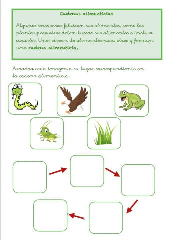 Cadena Alimentaria