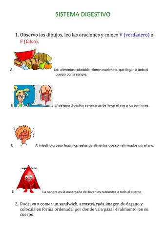 El sistema digestivo