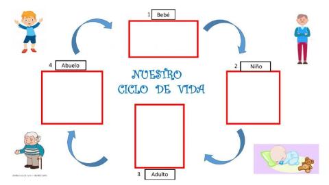 Ciclo de vida de un humano