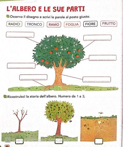 Le parti di una pianta