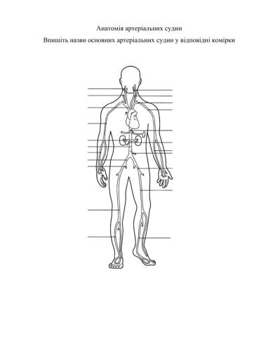 Анатомія артеріальних судин