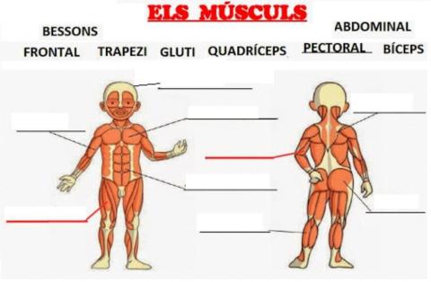 Els músculs