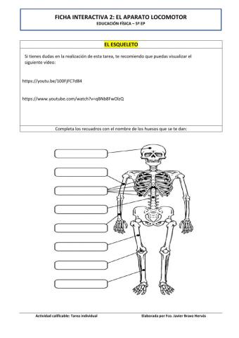 El aparato locomotor: el esqueleto