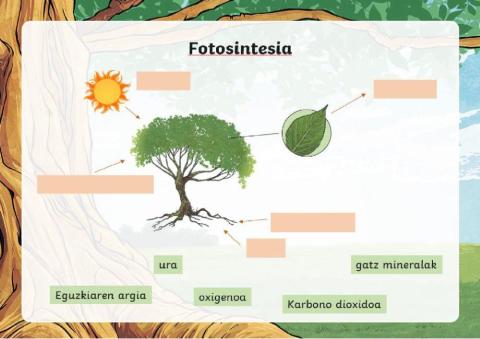 Fotosintesia