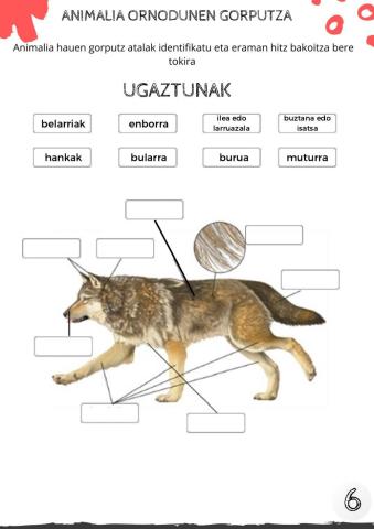 Animalia ornodunen gorputz atalak 1