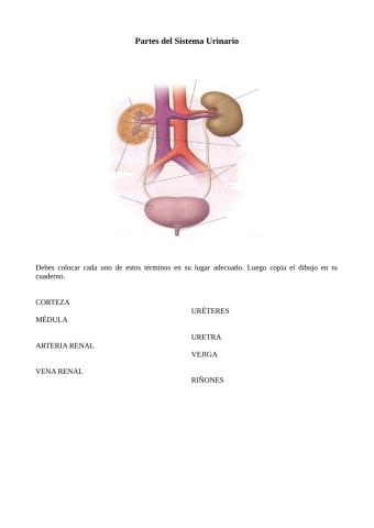 Partes Sistema Urinario