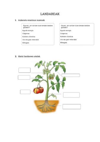 Landareak: ezaugarriak eta ugalketa motak