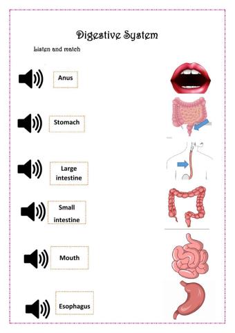 Digestive System