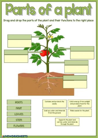 Parts of the plant