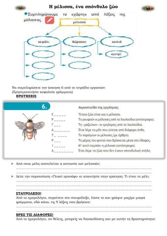 Η μέλισσα, ένα ασπόνδυλο ζώο