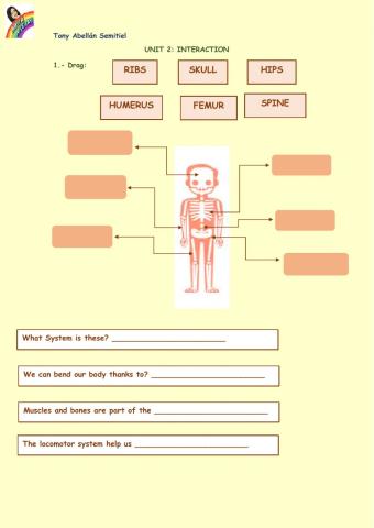 Skeletal system