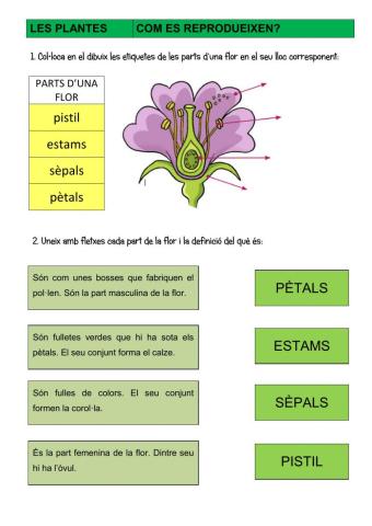 Reproducció de les plantes