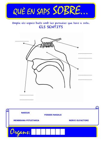 Que saps sobre... Organ-Olfacte