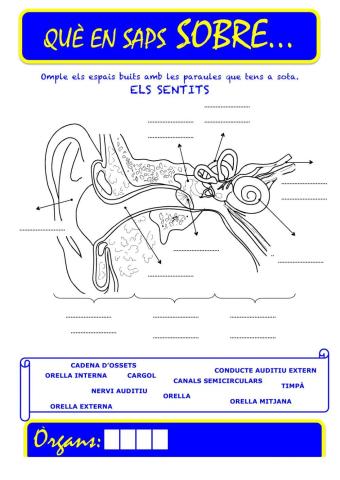 Que saps sobre... Organ-Oïda