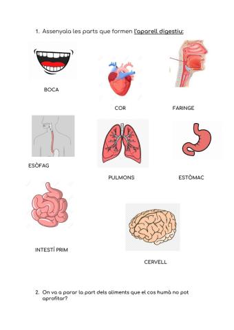L'aparell digestiu