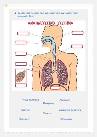 Αναπνευστικο συστημα