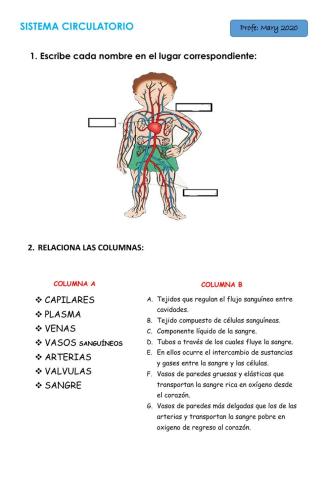 Sistema Circulatorio 4°