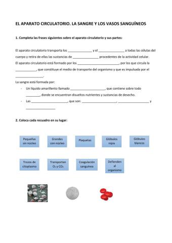 El aparato circulatorio. La sangre y los vasos sanguíneos