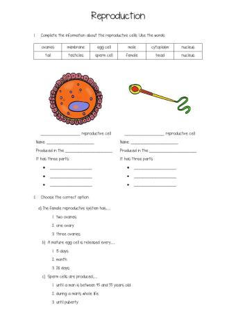 Reproductuve cell