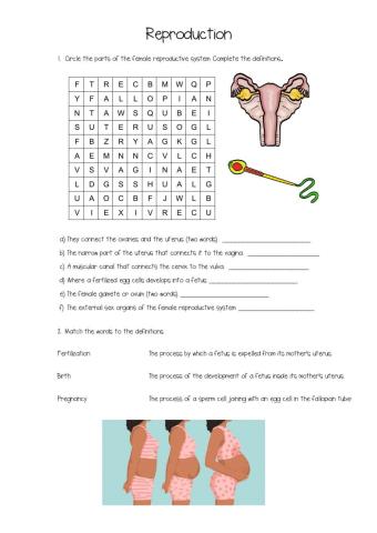 Reproductive system