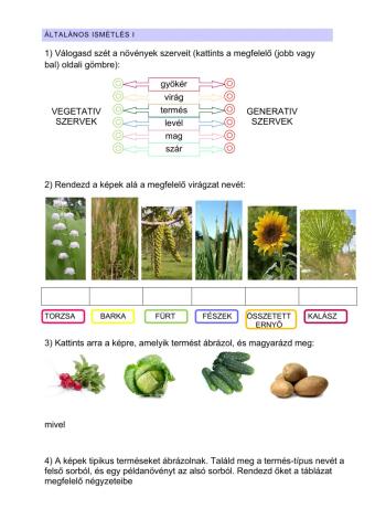 VIRÁGOK, VIRÁGZATOK TERMÉSEK (összefoglalás)