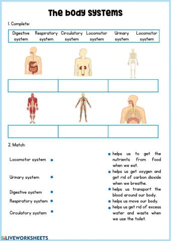 Body systems