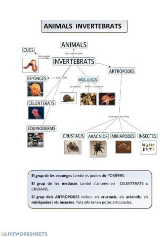 Animals Invertebrats