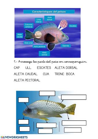 Parts del peixos