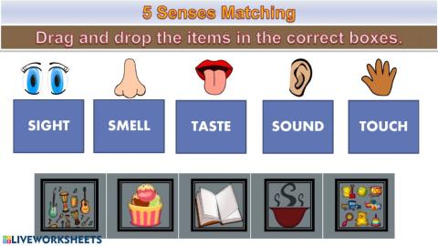 Sense Organs