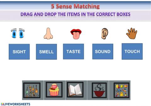 Sense Organs