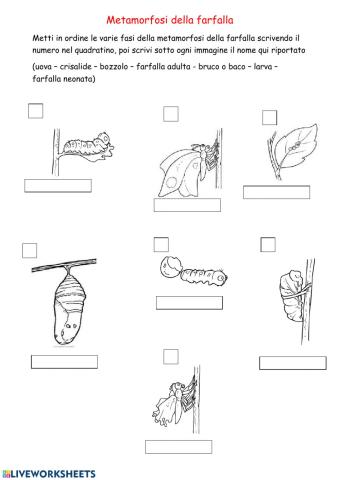 Metamorfosi della farfalla