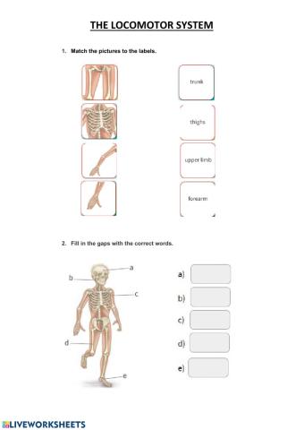 The locomotor system