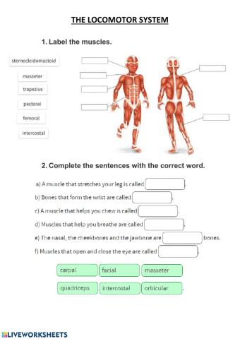 The locomotor system