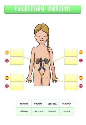 Excretory system - sistema excretor