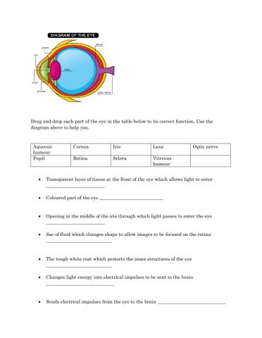 Parts of the Eye