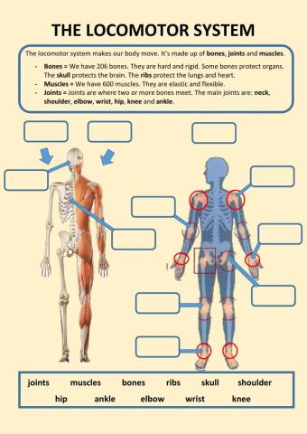 The Locomotor system