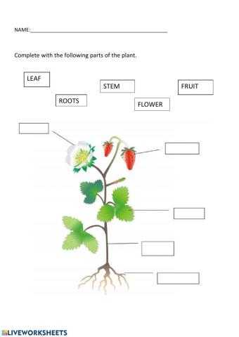 Parts of the plant 1 grade