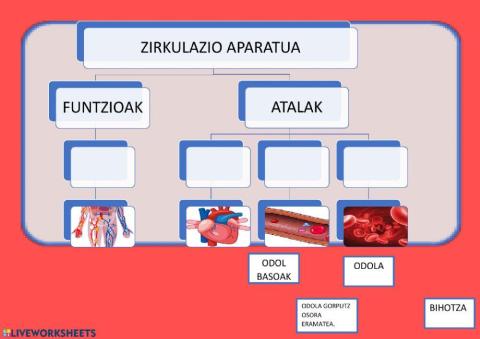 Zirkulazio aparatua