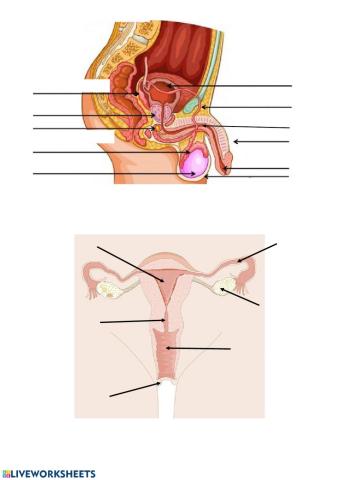 Reproductive system