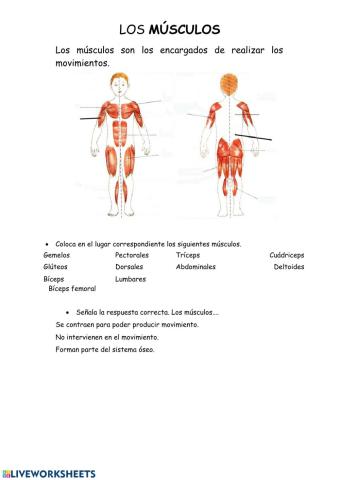 Los músculos