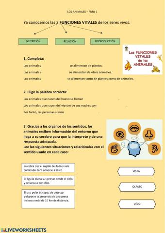 Las funciones vitales de los animales