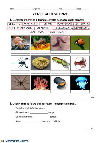 Invertebrati-verifica 1