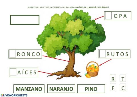 PARTES DE UN ÁRBOL NARANJO