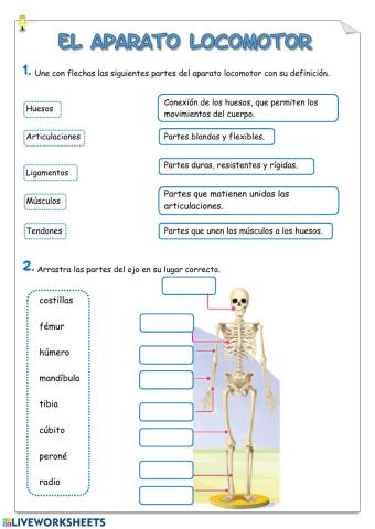 Aparato locomotor