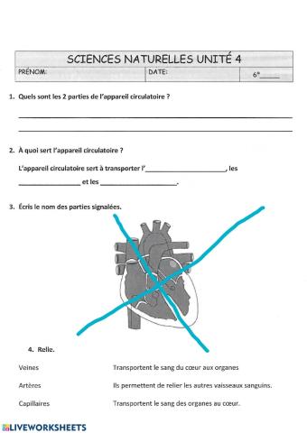 Circulatoire, respiratoire et digestif