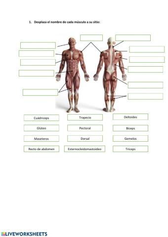 El sistema muscular